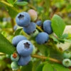 Sunshine Blue Blueberry Bush 1 Sunshine Blue Blueberry Bush -Nature Grove Shop SUnshine BLue Blueberry 600x600 098e1864 ee66 427c 8dcd c9654f9f3607