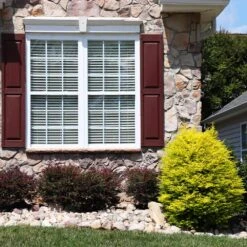 Sunshine Ligustrum Shrub -Nature Grove Shop SUnshine Ligustrum 5