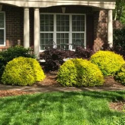 Sunshine Ligustrum Shrub -Nature Grove Shop SUnshine Ligustrum 7 e9be5f8f a606 4495 ac32 d8f61b2e15c7