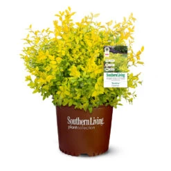 Sunshine Ligustrum Shrub -Nature Grove Shop SUnshine Ligustrum 9