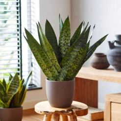 New Apartment House Plant Kit -Nature Grove Shop Sansevieria Zeylandica 2 b962a2c6 7794 4c00 bcc0 44626111a514