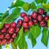 Santinaâ„¢ Cherry Tree 1 Santinaâ„¢ Cherry Tree -Nature Grove Shop Santina Cherry 600x600 caf47b44 ecab 4d2e 9c6e e460add718f8