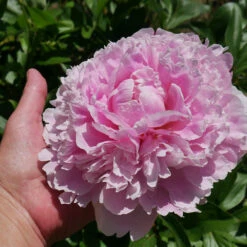 Sarah Bernhardt Peony 9 Sarah Bernhardt Peony -Nature Grove Shop Sarah Bernhardt Peony 2