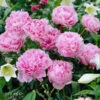 Sarah Bernhardt Peony -Nature Grove Shop Sarah Bernhardt Peony FGT 600x600 e70c2647 9848 4dc7 b9ab 381a2413ee08