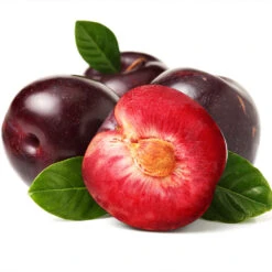 Satsuma Plum Tree -Nature Grove Shop Satsuma Plum 2