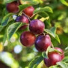 Satsuma Plum Tree -Nature Grove Shop Satsuma Plum 600x600 ac1fa119 665e 4703 805a ba2b5c7c1b8d