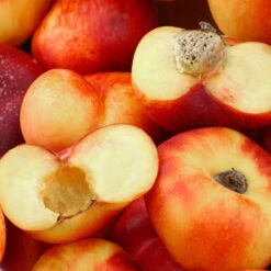 Donut Saturn Peach Tree 11 Donut Saturn Peach Tree -Nature Grove Shop Saturn Peach Tree 1 c5562afa 6180 4bc9 93b7 f9f53b5d2cd0