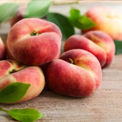Donut Saturn Peach Tree 12 Donut Saturn Peach Tree -Nature Grove Shop Saturn Peach Tree 3