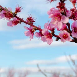 Donut Saturn Peach Tree 13 Donut Saturn Peach Tree -Nature Grove Shop Saturn Peach Tree 4 19c82b04 5fc8 4f38 9ffb 3e59ae0ee35b