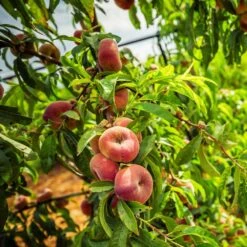 Saturn Peach Tree 10 Saturn Peach Tree -Nature Grove Shop Saturn Peach Tree 5