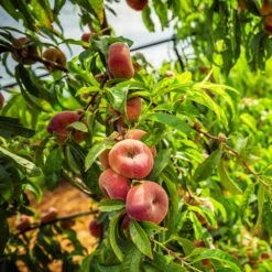Donut Saturn Peach Tree 14 Donut Saturn Peach Tree -Nature Grove Shop Saturn Peach Tree 5 21ea4320 798c 41bd 932e b7297febbf6c