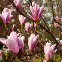 Saucer Magnolia Tree -Nature Grove Shop Saucer Magnolia 2 FGT