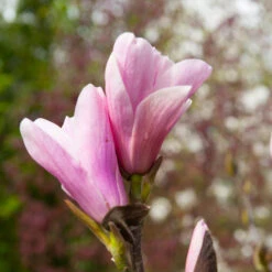 Saucer Magnolia Tree -Nature Grove Shop Saucer Magnolia 3