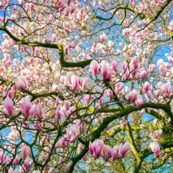 Saucer Magnolia Tree -Nature Grove Shop Saucer Magnolia 6