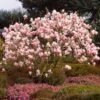 Saucer Magnolia Tree -Nature Grove Shop Saucer Magnolia FGT 600x600 e0f2a976 c093 4234 9194 f097ff35a12b