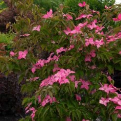Scarlet Fire® Dogwood Tree 7 Scarlet Fire® Dogwood Tree -Nature Grove Shop Scarlett Fire 1