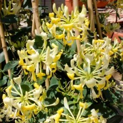'Scentsation' Honeysuckle Vine -Nature Grove Shop Scentsation Honeysuckle 1
