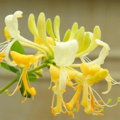 'Scentsation' Honeysuckle Vine -Nature Grove Shop Scentsation Honeysuckle 4