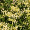 'Scentsation' Honeysuckle Vine -Nature Grove Shop Scentsation Honeysuckle FGT 600x600 713e20ee 2c4a 473d aef8 938f3d3fffc2