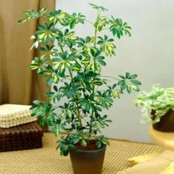 Sunset Hues House Plant Kit -Nature Grove Shop Schefflera Trinette 1 8e92dc51 dc29 482e 9d14 119cf31a7b14