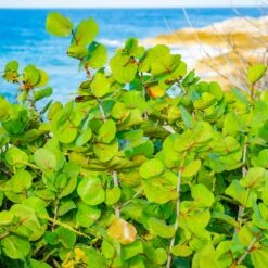 Sea Grape Bush -Nature Grove Shop Sea Gape 1