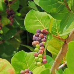 Sea Grape Bush -Nature Grove Shop Sea Gape 2