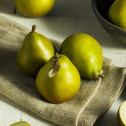 Seckel Pear Tree 10 Seckel Pear Tree -Nature Grove Shop Seckel Pear 5