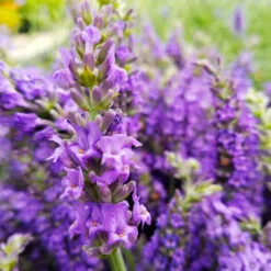 Sensational™ Lavender Plant -Nature Grove Shop Sensational Lavender 10