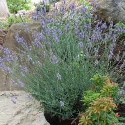 Sensational™ Lavender Plant -Nature Grove Shop Sensational Lavender 11