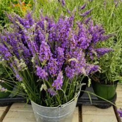 New Products -Nature Grove Shop Sensational Lavender 12