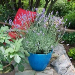 Sensational™ Lavender Plant -Nature Grove Shop Sensational Lavender 5