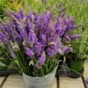 Sensational™ Lavender Plant -Nature Grove Shop Sensational Lavender 600x600 5b5ad5ce 84f6 418c 844c 43c327506630