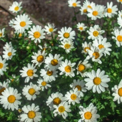 Becky Shasta Daisy 9 Becky Shasta Daisy -Nature Grove Shop Shasta Daisy Becky 2 FGT