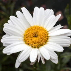 Becky Shasta Daisy 8 Becky Shasta Daisy -Nature Grove Shop Shasta Daisy Becky 4 FGT
