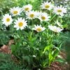 Becky Shasta Daisy 2 Becky Shasta Daisy -Nature Grove Shop Shasta Daisy Becky FGT 600x600 af50740b a8bf 4b03 8b4a 7a56d70a6be3