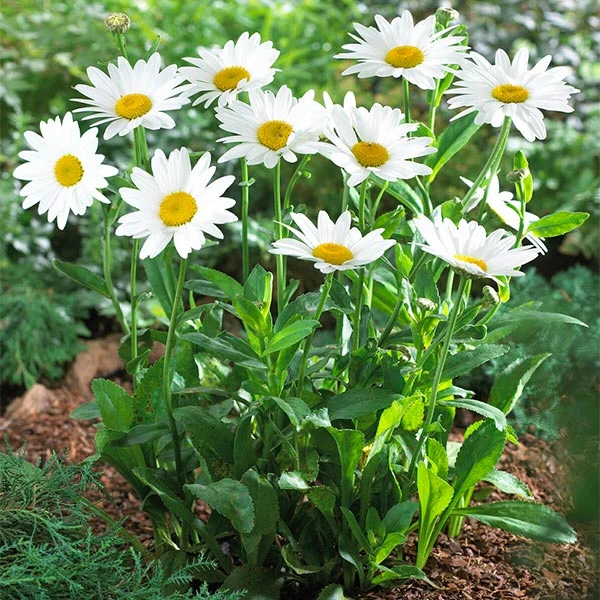Becky Shasta Daisy 3 Becky Shasta Daisy