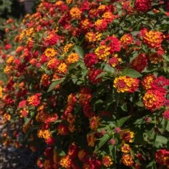 Shazam Lantana -Nature Grove Shop Shazam Lantana 2