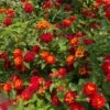 Shazam Lantana -Nature Grove Shop Shazam Lantana FGT 600x600 6cd6ab55 2321 4600 b96e a2dd7b830438