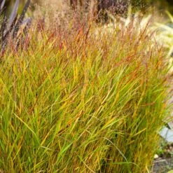 Shenandoah Switch Grass -Nature Grove Shop Shenandoah Switch Grass 1 FGT