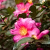 Camellia 'Shi-Shi Gashira' Shrub -Nature Grove Shop ShiSHi Gashira Camellia FGT 600x600 bafe4450 79ed 4016 84c6 d7fcb64225e8