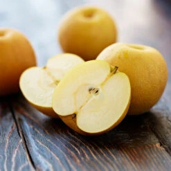 Shinseiki Asian Pear Tree -Nature Grove Shop Shinseiki Asian Pear 5 FGT 5a5b3a9a ba1b 4c34 ab3a 649876b9efb2