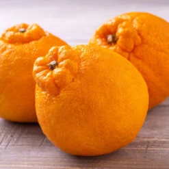 Shiranui Mandarin Tree -Nature Grove Shop Shiranui Mandarin 4 FGT