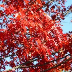 Shumard Oak Tree 9 Shumard Oak Tree -Nature Grove Shop Shumard Oak 3