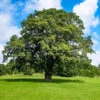 Shumard Oak Tree 1 Shumard Oak Tree -Nature Grove Shop Shumard Oak 600x600 f28082d9 6726 4ad7 9de2 eb3aefc65ceb