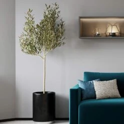 Sikitita Olive Tree -Nature Grove Shop Sikitata Olive 2