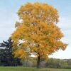 Silver Maple Tree -Nature Grove Shop Silver Maple Tree 1 FGT 600x600 b264d374 4804 40de 8e19 e7a2e96fdf17