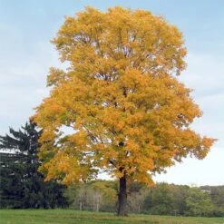 New Products 9 Silver Maple Tree