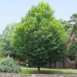 Silver Maple Tree 13 Silver Maple Tree -Nature Grove Shop Silver Maple Tree 6