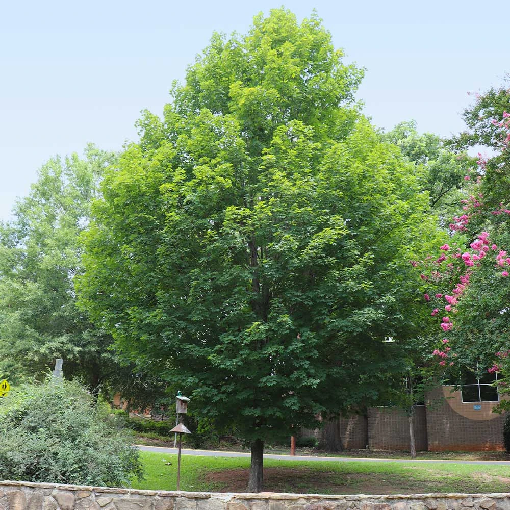 Silver Maple Tree 8 Silver Maple Tree - Image 6