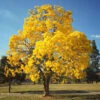 Yellow Trumpet Tree -Nature Grove Shop Silver Trumpet Tree FGT 600x600 a83e0fab f02d 4b44 8181 597614f3364d